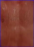 Eddie Cibrian nude photo